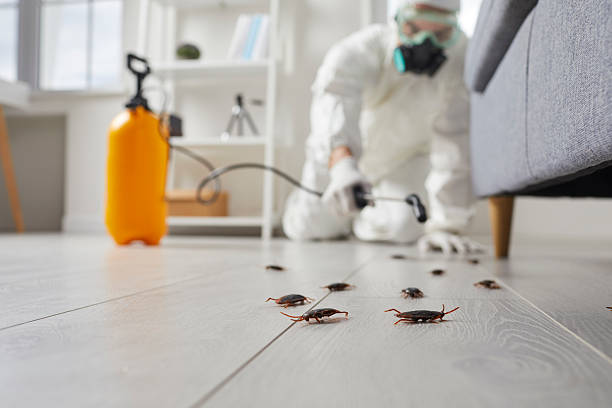 Trusted Ant Control service in Fort Lee, VA - Nex Pest Control